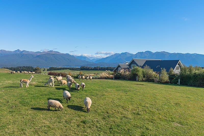 Pet sheep at Dusky Ridges