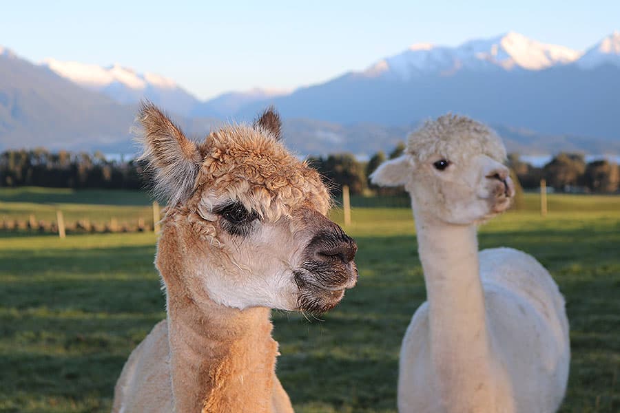 Alpacas at Dusky Ridges
