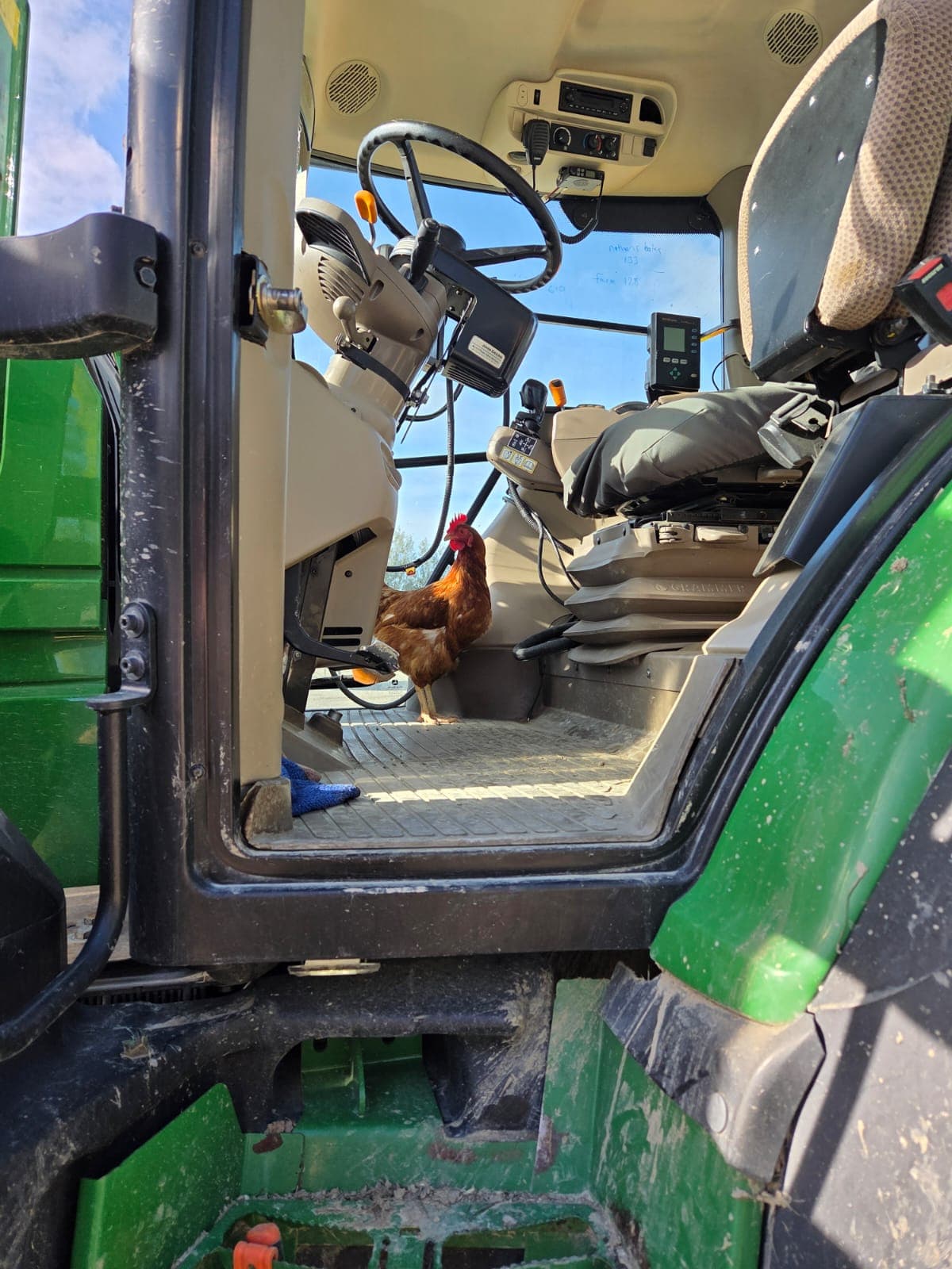 Farm chickens at Dusky Ridges
