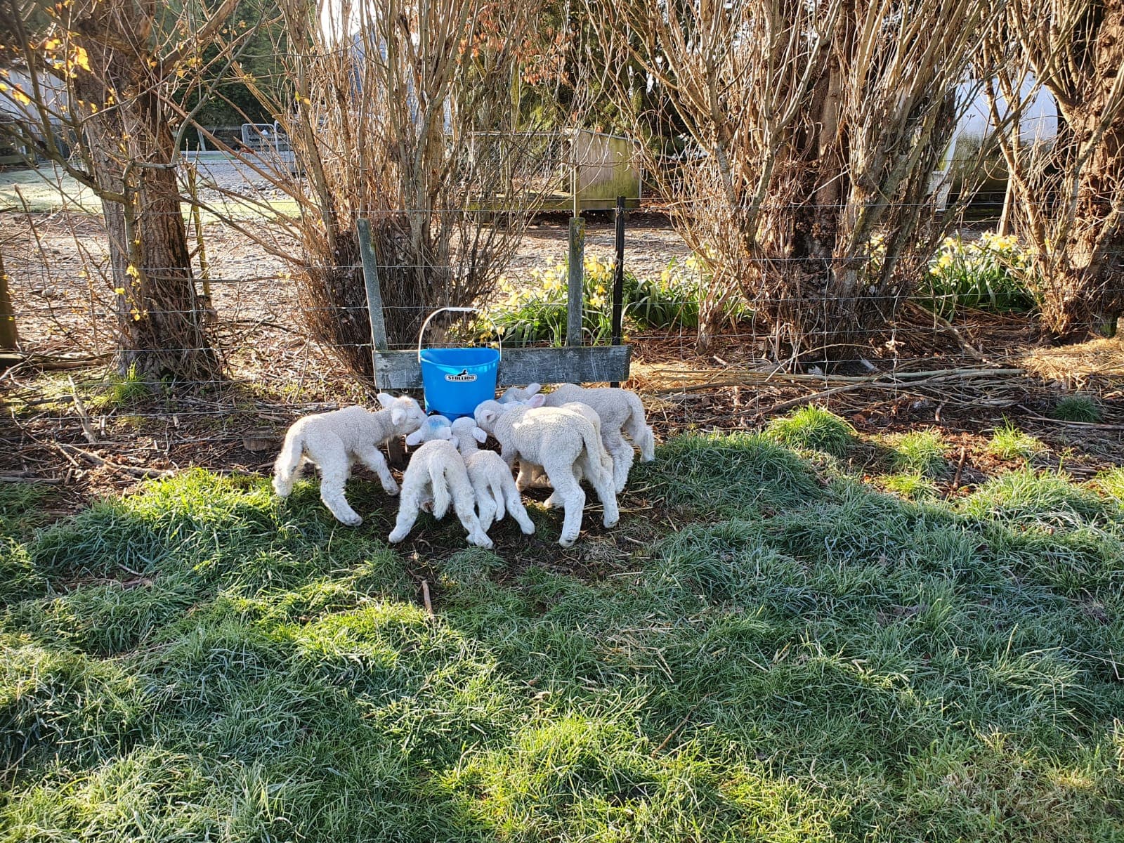 Pet sheep and lambs