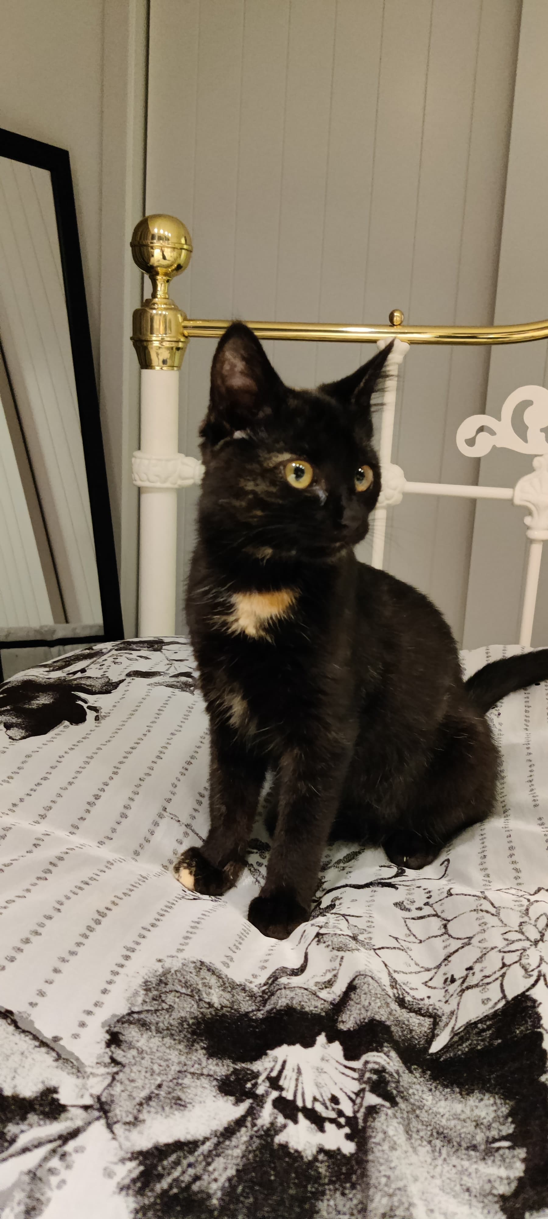 Nugget the cat