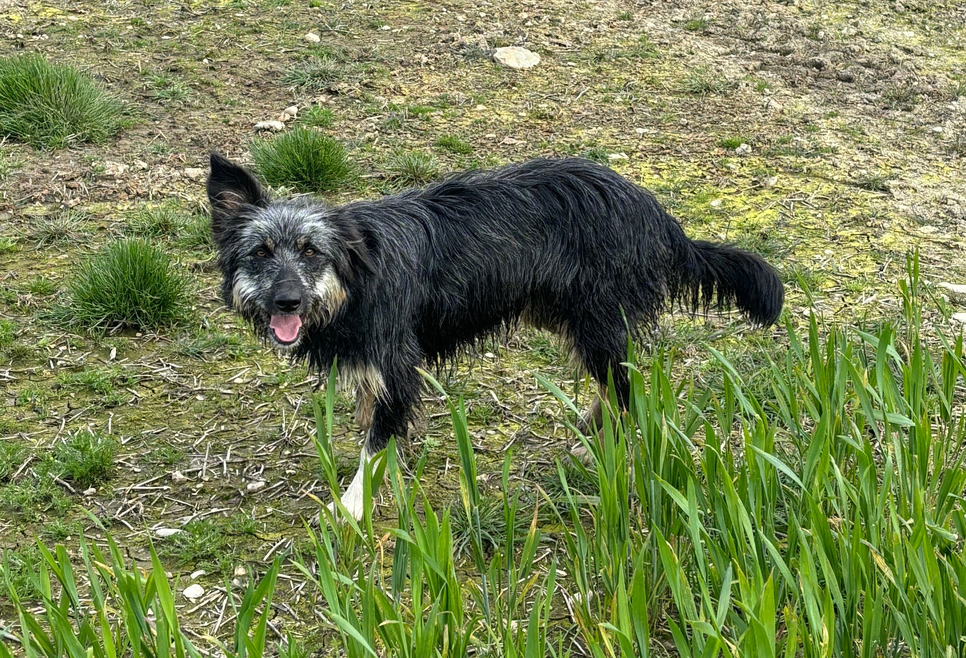 Sally the sheepdog